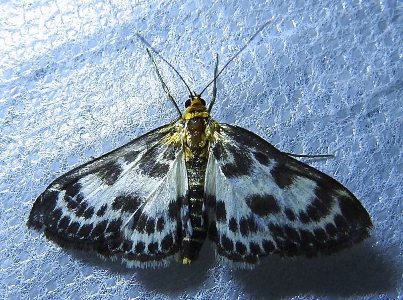 Eurrhypara hortulata - 4952 - Small Magpie Moth