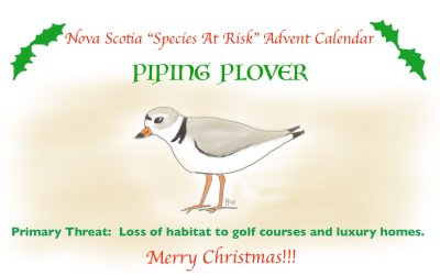 PIPING PLOVER - December 1