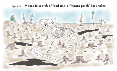 Moose-skeleton-3.jpg