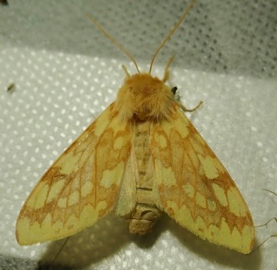 Lophocampa maculata - 8214 -Spotted Tussock Moth