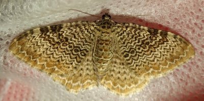 Rheumaptera prunivorata - 7292 - Cherry Scallop Shell Moth