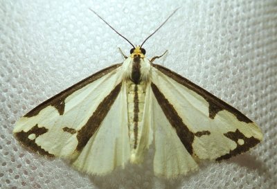 Haploa lecontei - 8111 - Leconte's Haploa Moth