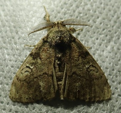 Orgyia leucostigma - 8316 - White-marked Tussock Moth