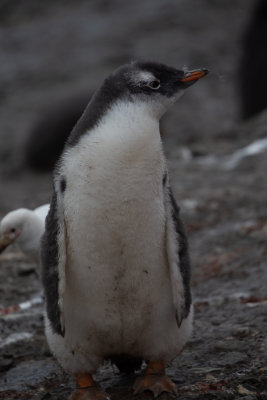 Antarctica