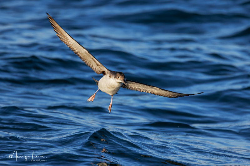 Berta minore, Audubons Shearwater