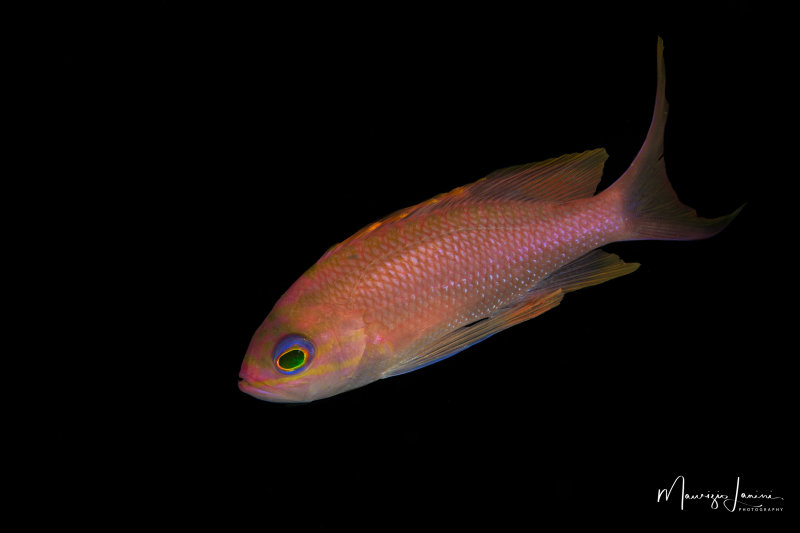 Castagnola rossa,Swallowtail seaperch