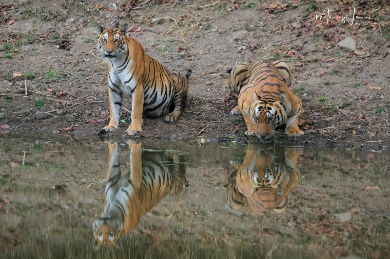 Tigri del Bengala,  Bengal Tigers