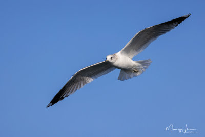 Gavina, Mew gull