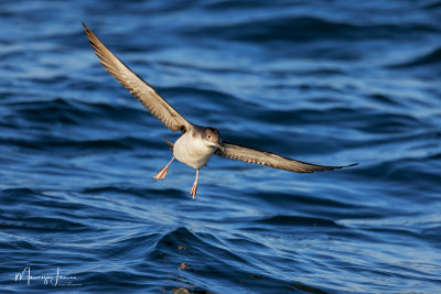 Berta minore, Audubon's Shearwater