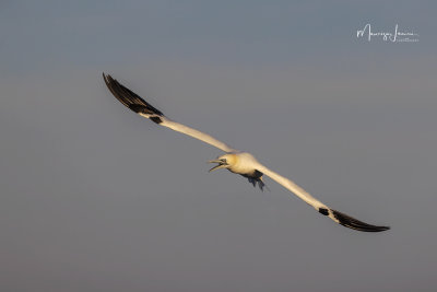 Sula bassana, Northern gannet