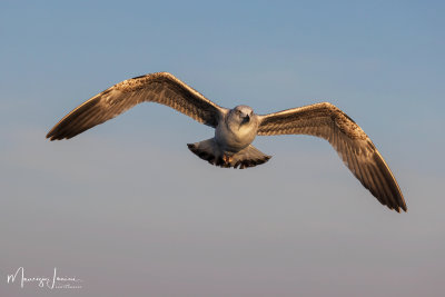 Gabbiano reale, European Herring Gull