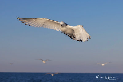 Gabbiano tridattilo,Black-legged Kittiwake