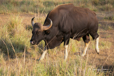Gaur o bisonte indiano