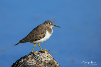 Piro piro piccolo, Common Sandpiper