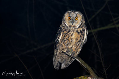 Gufo comune, Long-eared Owl