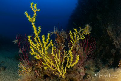 Falso corallo nero, Gold coral