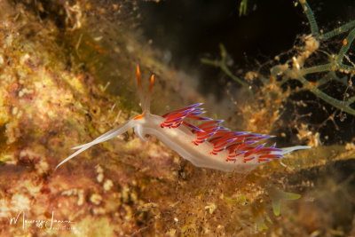 Nudibranch Cratena peregrina