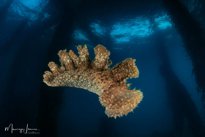 Nudibranch Melibe viridis