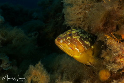 Cernia bruna,Dusky grouper