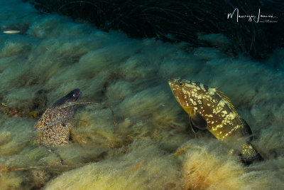 Cernia bruna e Murena,Dusky grouper and Moray eel