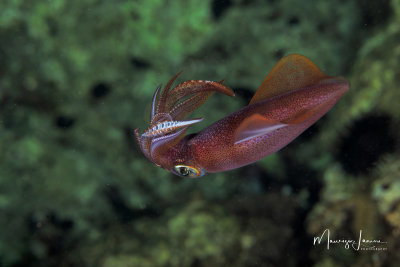 Calamaro,European Squid