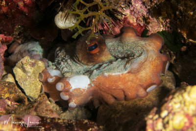 Polpo, Octopus