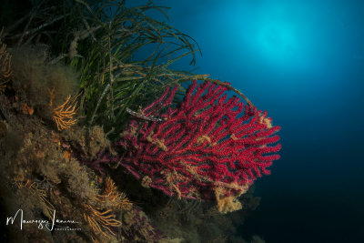 Gorgonia rossa, Violescent sea-whip