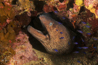 Murena, Moray eel