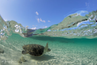 Liberazione di Caretta caretta, Turtle release