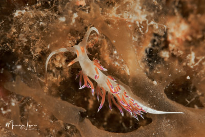 Nudibranch Cratena peregrina