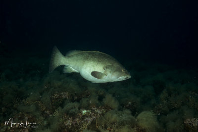 Cernia bruna,Dusky grouper