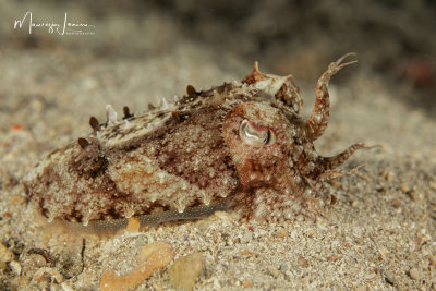 Piccola seppia, Young common cuttlefish
