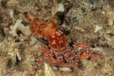 Polpessa, White spotted octopus