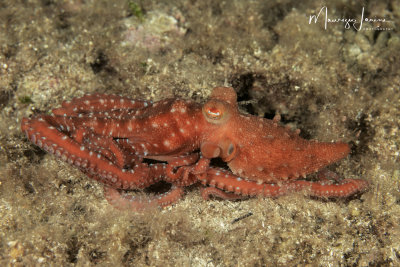Polpessa, White spotted octopus