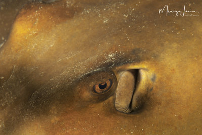 Pastinaca comune, Common stingray