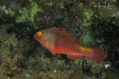 Pesce pappagallo,Mediterranean parrotfish