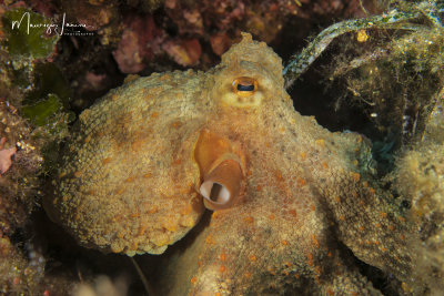 polpo, Octopus