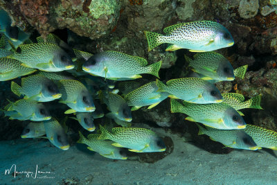 g12/59/800659/3/172344235.roV12VBL.jpg