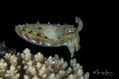 Seppia, Pharaoh cuttlefish
