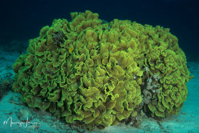 Corallo lattuga, Disc coral