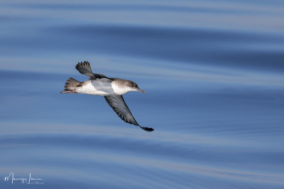  Berta minore, Audubon's Shearwater