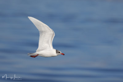 Gabbiano corallino, Mediterranean gull