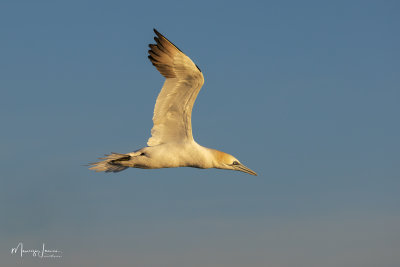 Sula, Gannet
