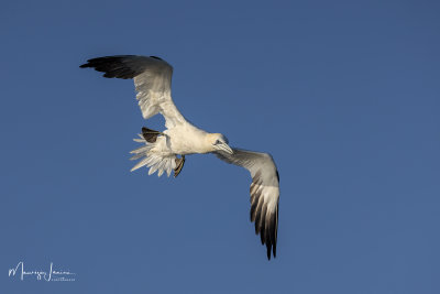 Sula, Gannet