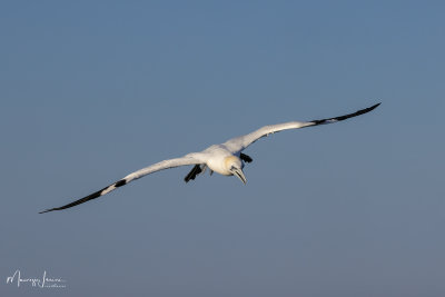 Sula, Gannet