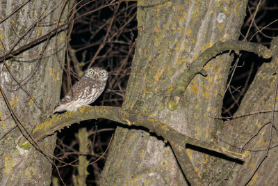 Civetta, Little Owl