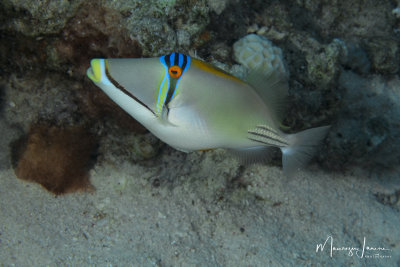 Balestra picasso,Picasso triggerfish