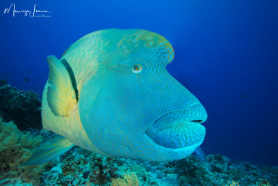Pesce Napoleone,Humphead wrasse