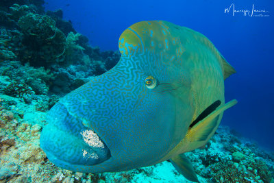 Pesce Napoleone,Humphead wrasse