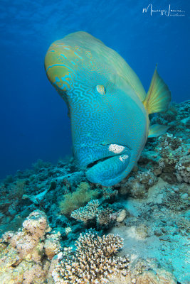 Pesce Napoleone,Humphead wrasse